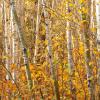 Birches on Arrowhead Trail