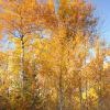 Gunflint Birches