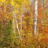 Gunflint Trail Colors