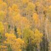 Gunflint Trail Hillside