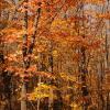 Maples on Gunflint Trail