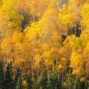 Yellows of the Gunflint Trail