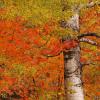 Birch and Fall Colors