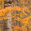 Maples and Birch Tree - Vertical