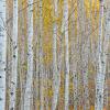 Birch Forest