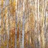 Birch Forest II