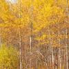 Birches Along Gunflint Trail