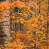 Birches and Maples on Arrowhead Trail