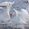 To see the collection of swans photographed at Monticello, MN go to the Bird Gallery link and select Swans.