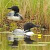 To see the complete collection of Loons photographed in Minnesota go to the Bird Gallery link and select Loons.