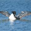 To see the complete collection of Loons photographed in Minnesota go to the Bird Gallery link and select Loons.
