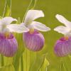 Showy Lady Slippers