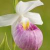 Showy Lady Slipper