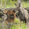 To see the entire collection of Moose photos from Minnesota go to the Animal Photo Gallery link and select the Moose photos.