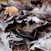 Frosty Oak Leaves