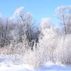 Hoar Frost