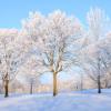 Hoar Frost II