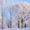 Hoar Frost III