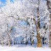 Hoar Frost Woodlot