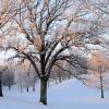 Sunrise On Hoar Frosted Trees