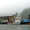 Foggy Hokium Harbor - WA