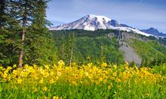 Mount Rainier National Park