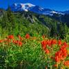 Paintbrush and Mount Rainier