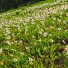 Avalanche Lilies