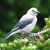 Clarks Nutcracker