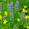 Daisies and Lupine