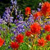 Paintbrush and Lupine