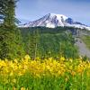 Yellow Daisies and Mount Rainier