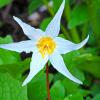 Avalanche Lily