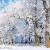 January  -Hoar Frost, New Ulm, MN