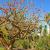 July - Coral Tree, Balboa Park, San Diego, CA