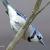 January - Blue Jay