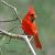 December - Cardinal