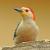 March - Red-breasted Woodpecker