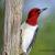 April - Red-headed Woodpecker