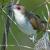 May - Black-billed Cuckoo