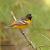 June - Baltimore Oriole