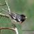 July - Rose-breasted Grosbeak