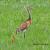 August - Sandhill Crane and Chick