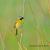 September -  Common Yellow Throat