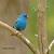 October - Indigo Bunting