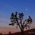 February - Joshua Tree