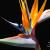 January - Bird of Paradise