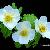 February - American Globe Flower