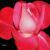 March - Rose