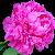 April - Peony